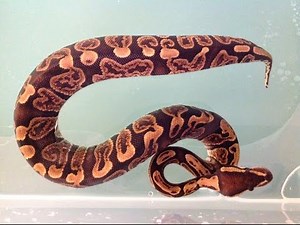 Présentation de mes pythons regius mis à jour