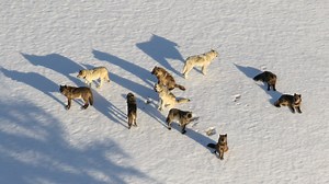 3 wolves killed in 1st week of hunting season