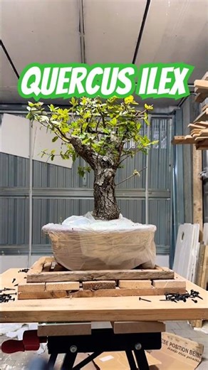 Unboxing Leccio bonsai 🌳 da @bons.a.i #shortsbonsai #bonsai #yamadori