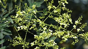 Weeping Japanese pagoda tree - Sophora japonica pendula