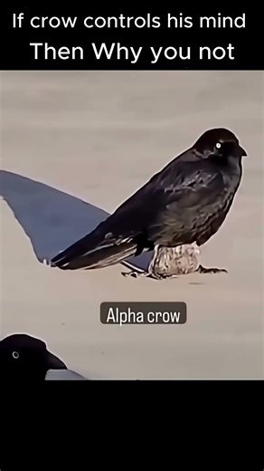 If a crow does Why you Can't