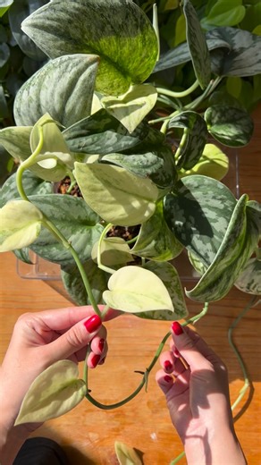 Yuka Suno House plants Scindapsus on Instagram: "Using slim zipper bags to root those leggy vines into healthy new cuttings🌱 Bright light and gentle warmth - that's the key After 1.5 months, healthy new roots came from both vines 🌱I cut the vine at the nodes that already had roots and made a bunch of rooted cuttings. Planted them in fresh soil, and those two leggy vines turned into two brand-new pots🪴🪴 #propagation#indoorgardening#scindapsus"