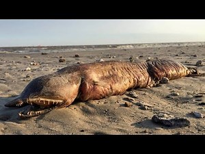 11 Most Mysterious Creatures Found on Beaches