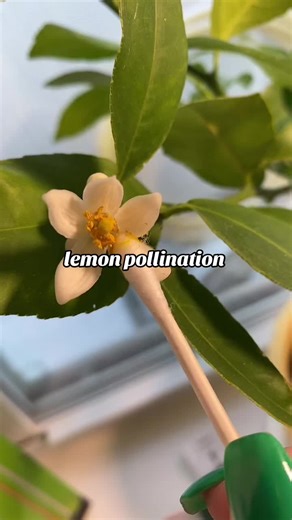more lemon flowers! 🍋 #myerlemontree #lemontree #pollinating #lemonpollination #selfpollinating