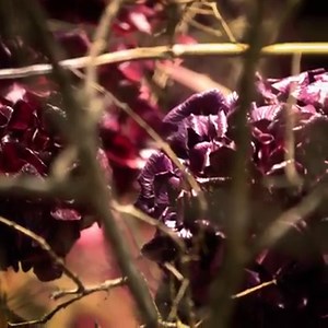 8.1K views · 178 reactions | A blooming garden. Explore the whimsy and grandeur of our stunning Spring Flower Show windows. Featuring over 50 varieties of fresh blooms and 3,000 hydrangea stems in just one window, these installations are guaranteed to transport you straight into the new season. Head into our Elizabeth St store until September 9 to experience the Show for yourself. #DJsFlowerShow | David Jones | Facebook