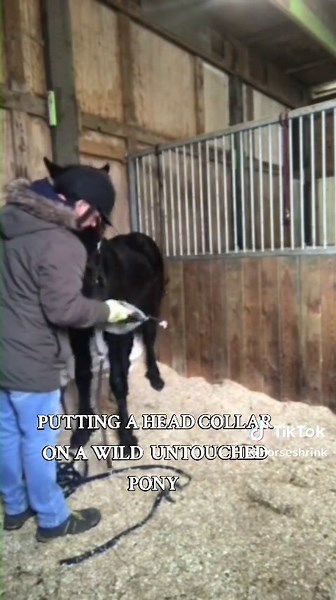 Understanding Horse Behavior: Gentle Training Techniques