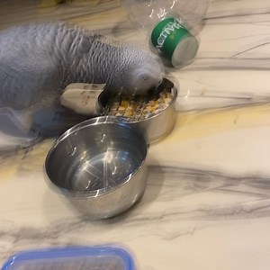 13K views · 2K reactions | loves his food | Kelo the African Grey | Facebook