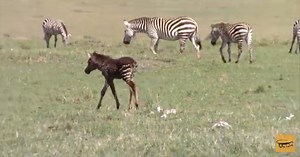 This gorgeous baby zebra was born with spots instead of strips - The only problem, zebra's need their to strips survive. Watch the video below!