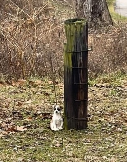 158K views · 1.2K reactions | Woman finds tiny dog beside a tree, when she looks closer she can't believe her eyes... Check comments  | Animal Lovers | Facebook