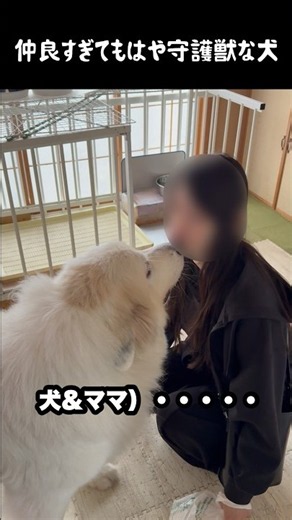 This large dog is so close to its owner it's basically become her guardian beast #GreatPyrenees #...