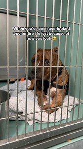 148K views · 3.9K reactions | Did you know only 57% of shelter dogs get adopted each year?  This incredible pup found his forever family, but so many others like him are still waiting for their happily ever afters to begin. Head to our link in bio to search adoptables in your area and rescue a dog today. | Adopt a Pet | Facebook