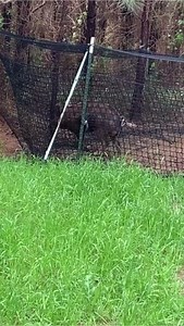 58K views · 380 reactions | Even one pig can cause damage — and they rarely travel alone. Every pig on your property is a problem that multiplies fast. Trap smarter with the Pig Brig Trap System, backed by a 100-day guarantee. Learn more at pigbrig.com! #PigBrig #TrapSmart #FeralHogControl #WildHogRemoval #HogTrapping #LandManagement #WildlifeDamage | Pig Brig Trap Systems | Facebook