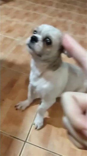 average conversation with my dog