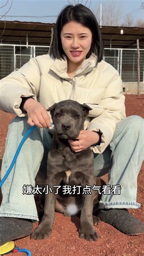 Fun facts about owning a dog: A photo to prove you own a dog - Mountain Eagle Cane Corso