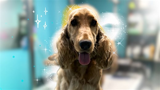 ¿ARRANCAR EL PELO DE UN COCKER DUELE?🫢 Possss claro que duele si le vas a arrancar el pelo NUEVO, pero arrancar el pelo viejo, es decir la capa de pelo más vieja no duele en lo absoluto, esta es la técnica correcta para hacer que el pelo de nuestro cocker mantenga su textura, brillo, color, dureza y fuerza😏 Aunque se puede hacer el corte a máquina también, eso no quiere decir que no debamos realizar un poco de stripping, y siempre con una altura mayor a 9MM, nunca rapado ARRIBA EN EL LOMO y de