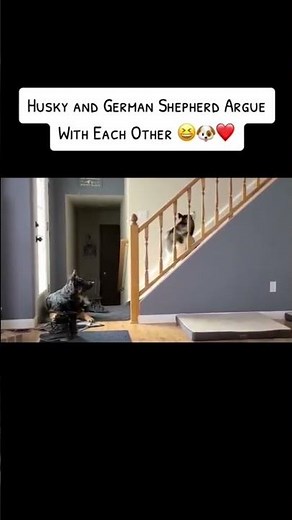 Husky and German Shepherd argue with each other
