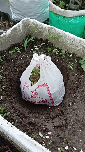 Make Rich Compost in Underground Using Plastic method for easy to harvest 🌿 | #garden #terrace