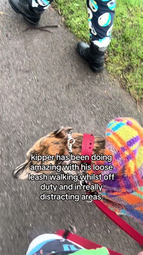 sorry we haven’t been active recently, we haven’t been doing much. this video is about how well kipper has been doing and how we use a prong collar and the hate that there is on people that use prongs and e collars and that their shouldn’t be. training with @Ally’s Dogs - Assistance Dogs #assistancedog #assistancedogintraining #sighthound #ADIT #AD