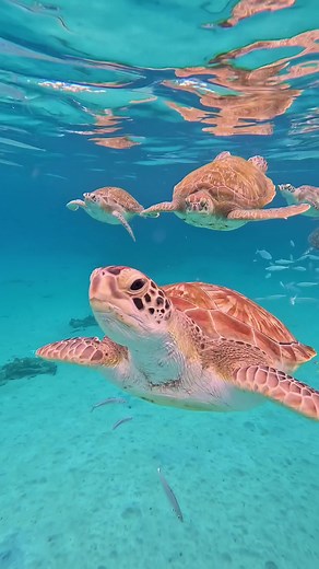 hi hello hi just popping in for some air 👋🏻 #fyp #travel #backpacking #solotravel #curacao #turtles