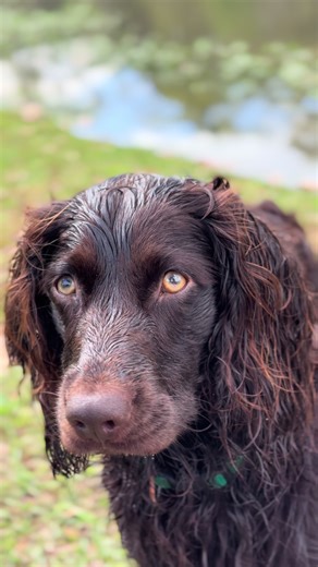 He’s excited to meet his sister 🤎👀 #boykinspanielsociety #littlebrowndog #boykinspaniel #boykins #boykinspanielsoftiktok