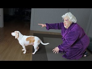 Dogs Make Funny Lady Mad! Funny Dogs Maymo, Penny, & Potpie