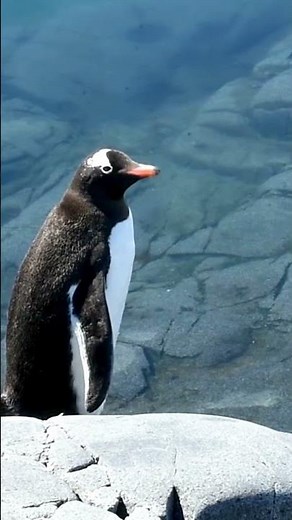 Penguin Sliding Like a Pro You Won't Believe This! 😂🐧,Cutest Baby Penguins Ever! Watch Them Waddle,