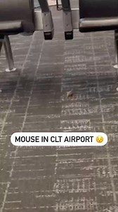 No, no, no, no, no, noooo... 😭 A mouse was caught on camera scampering around inside Charlotte Airport on Sunday. (📽️: Paul Reid) | Story: https://bityl.co/O2ck | WBTV News
