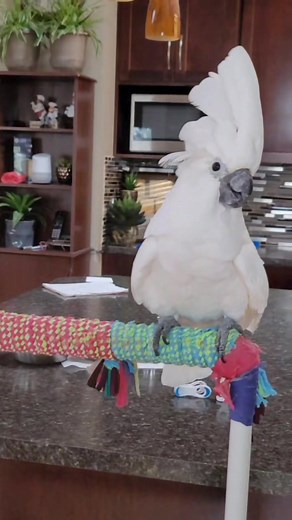 Penny the Cockatoo on TikTok