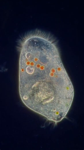 Science into Images | A small sample of the incredible variety of shapes, colors, and sizes that ciliates come in. And that's with only eight species! Can you... | Instagram