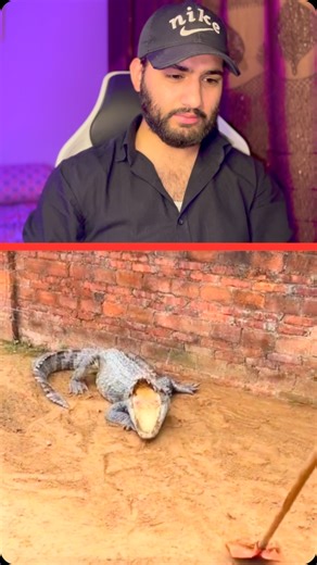 5.3M views · 2K reactions | Not Their Best Moment  #AnimalFails. . . . . . . #Reels2025, #FunnyVideos, #ViralReels, #ExplorePage, #IGLaughs #reelitfeelit #reels #funnyfails | ZeeshanAhmed | Facebook