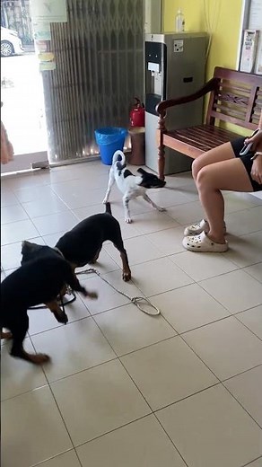 Mixed Breed Puppy For Adoption - 4 Months, Cindy from Kl, Kuala Lumpur