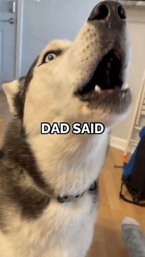 745K views · 10K reactions | NEVER tell a husky it’s too cold!! #funny #talkingdog #cutedog #siberianhusky | The Husky Moon | Facebook