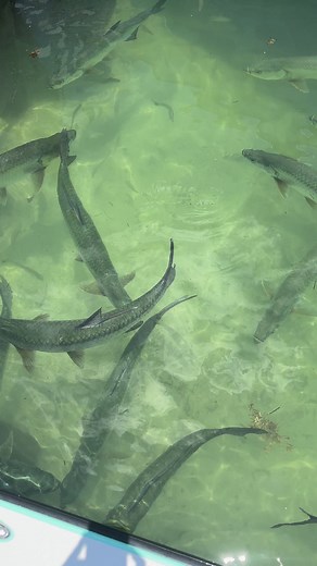 36K views · 445 reactions | Insane tarpon video from Florida Keys! #keys #tarpon #fish #reels | Bearded Brad | Facebook