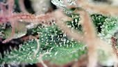 Marijuana cannabis trichomes under microscope.
