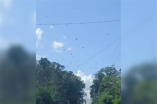Huge bat swarm takes flight for afternoon feast