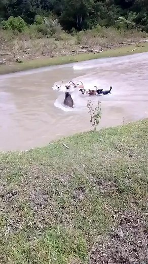 di aie dore di mlwan lo die mak.. lah pyah anjiang e....nan kmanangkok lansuang dak.lo ado anjiang e de...kaam... #berburubabihutan #burubabi #babimelwandisungai #babingamuk #babibesar #babinangoi #babiviral #videoviral #fyp #jangkwan #monetisasi #amuaorang #pengikut @sorotan | Zalmon Putra Rantau