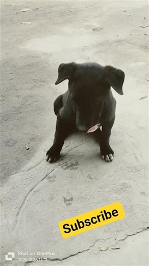 The Ultimate Guide to Caring for Your Dog