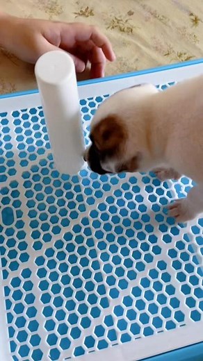 Potty tray/pad to potty train your fur baby 💖🐶 Check yellow basket! #FYP #tiktokshop #pottytrainning #pottytray #pottypad #dogsoftiktok #puppiesoftiktok