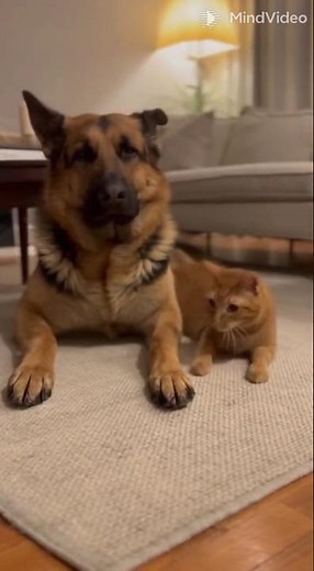 Dog’s Reaction to Annoying Cat Went Too Far 😂