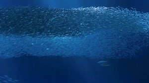 Nom nom nom. Watch us feed the fish (and more) weekdays on our live cams. | Monterey Bay Aquarium