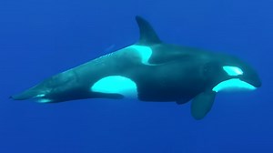 The insane biology of an orca