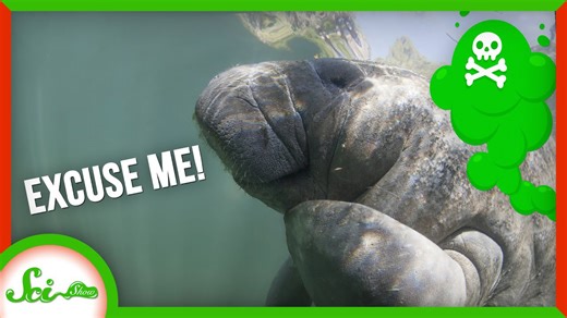 Life or death farts: How animals use passed gas