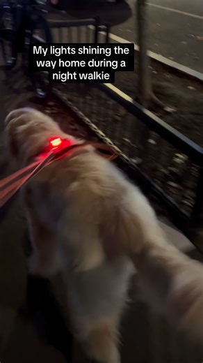 The led lights are pretty awesome and I can literally sniff my way home too. 😎 | Barney the Golden NYC