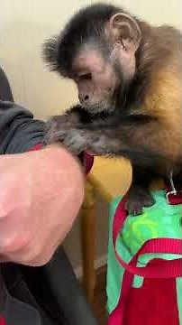 Monkey Grooming! MonkeyBoo! 🐵