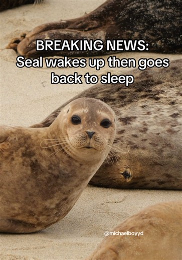 seal news #seal | seal