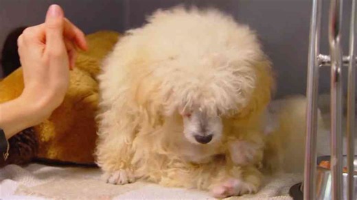 Worst broken bones seen by Bondi Vet