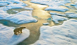 Climate change SHOCK: Animals responsible for causing global warming