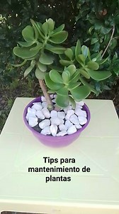 66K views · 872 reactions | Mantenimiento del árbol de jade #suculentas #plantasdecasa #mantenimiento #crassulaovata #arboldejade #ABONAR #poda | Jimena Jardinera | Facebook