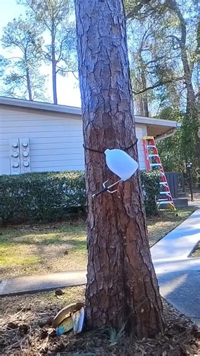 Sai training 1 ☯️✌️