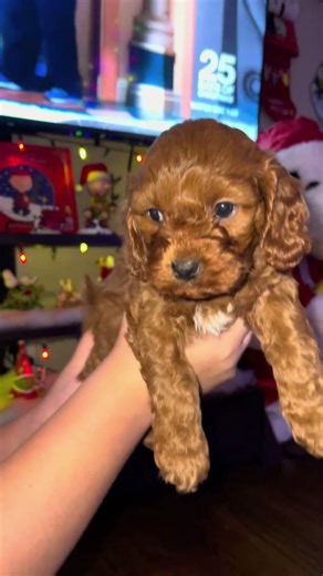 #cutepuppies #cutepuppy #cavapoo